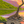 The Lonely Tree - Original Artwork