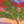 The Lonely Tree - Original Artwork